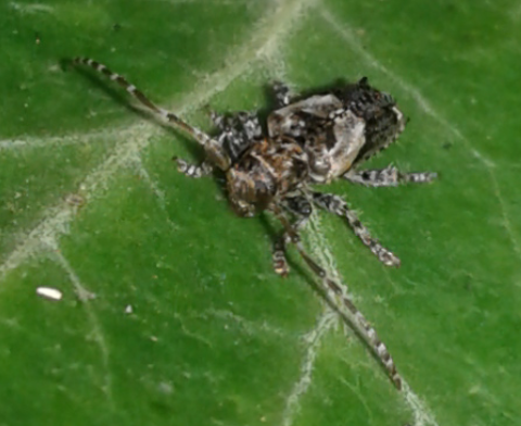 Cerambycidae: Pogonocherus hispidus? S